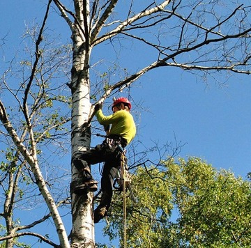 Описание изображения