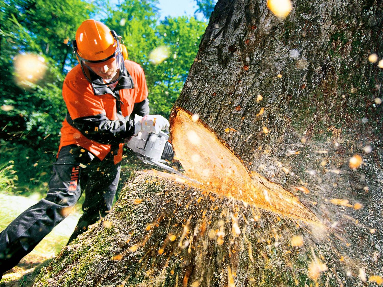 Спил деревьев